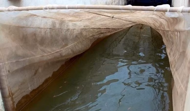 Khi rươi đạt chất lượng, bật lên thì người dân tháo nước dẫn vào cống rồi dùng lưới để thu rươi. Ảnh: Tiền phong