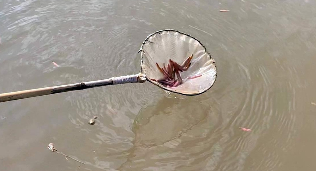 Rươi chỉ sống ở môi trường sạch, vùng nước lợ, gần cửa sông, có thủy triều. Người dân đắp bờ, chia luồng lạch, cải tạo đất làm môi trường cho rươi sinh trưởng mà không cần phải cho ăn, không phải chăm sóc. Ảnh: Tiền phong