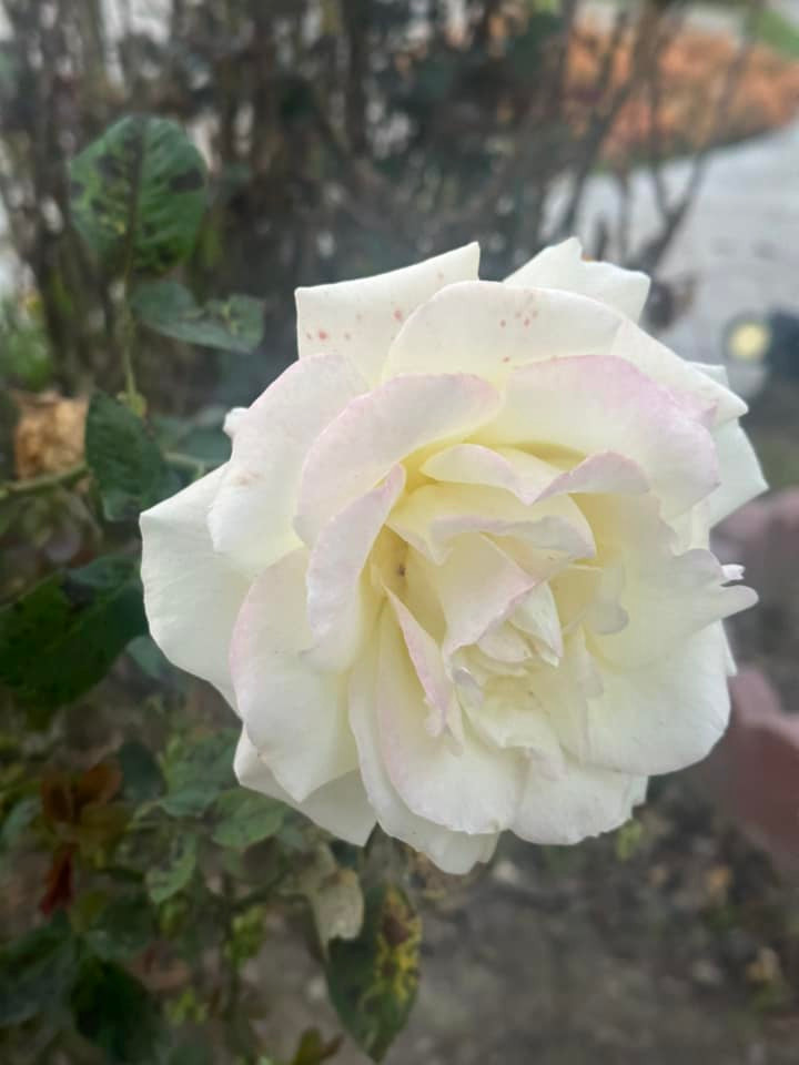 Trong khoảng thời gian sinh sống tại Mỹ cùng vợ, "Vua cá Koi" Thắng Ngô đảm nhận nhiệm vụ tự tay chăm sóc, vun trồng nên giúp khu vườn càng tươi tốt hơn.