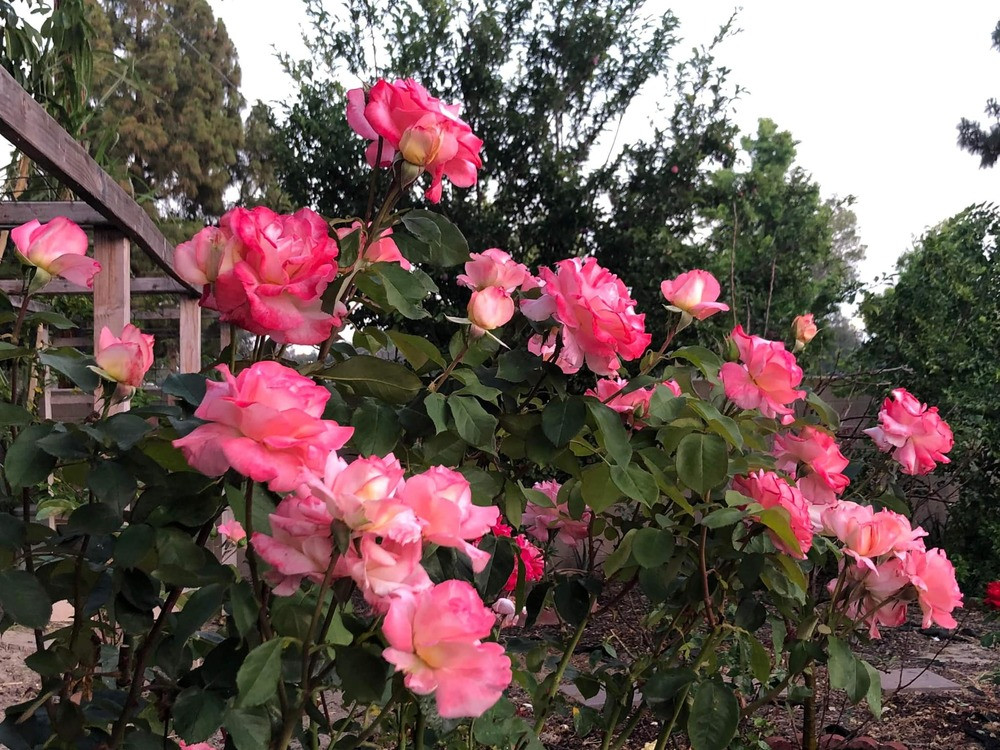 Khóm hồng nở hoa rực rỡ.