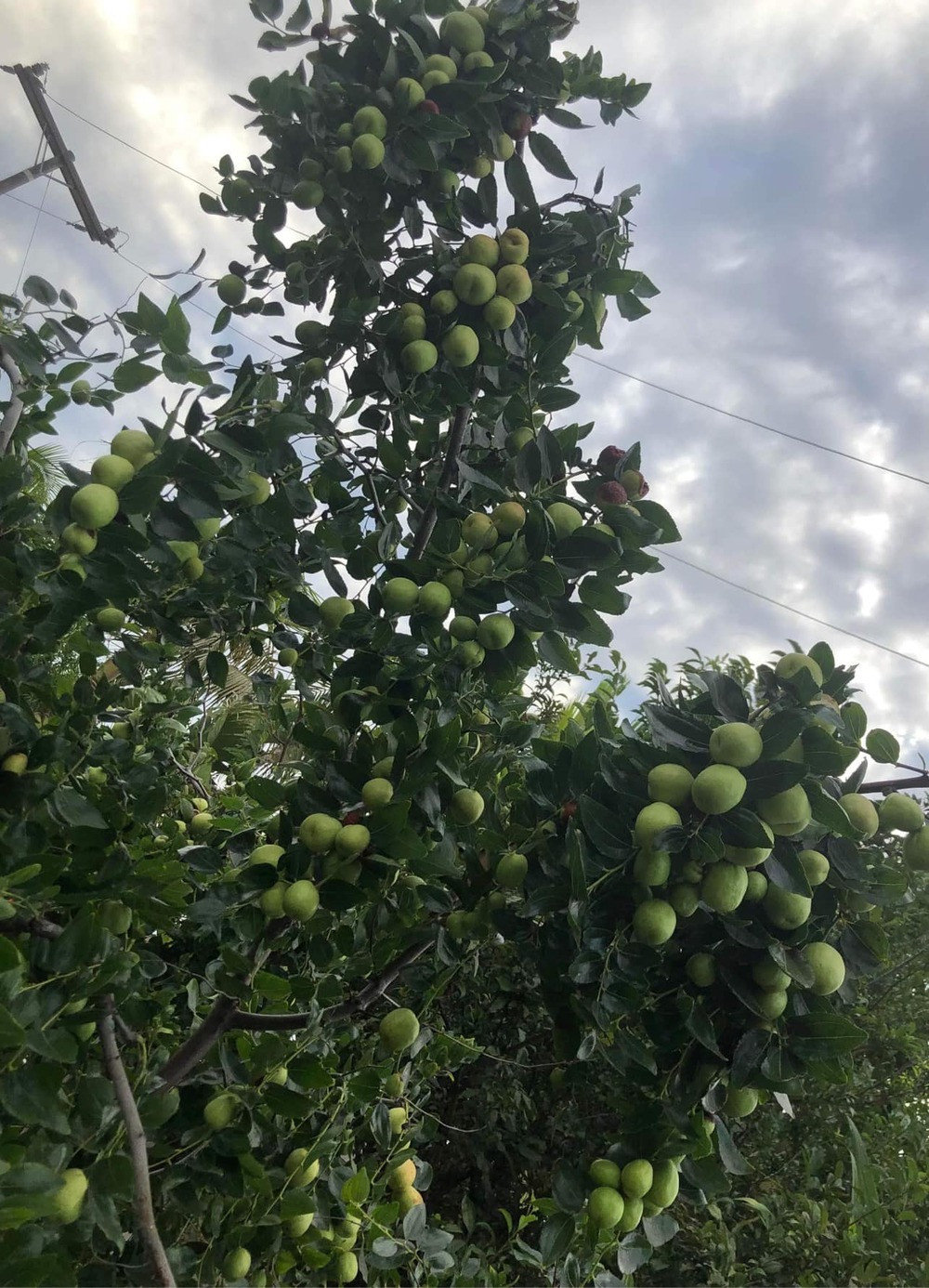 Cây táo sai trĩu quả khiến ai nấy đều trầm trồ.