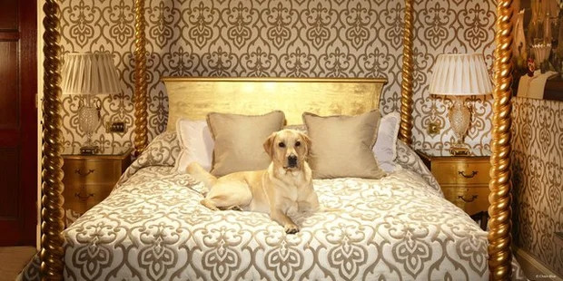 Một người từng nuôi mèo nhà triệu phú cho biết họ còn xây cả phòng tắm riêng cho mèo.