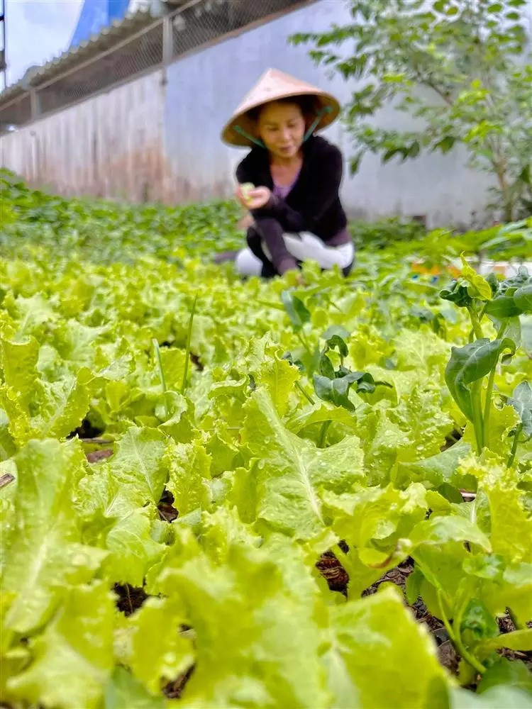 Với diện tích lớn, mẹ Hồ Ngọc Hà còn tự tay trồng rau và hoa tại nhà. Ảnh: FBNV