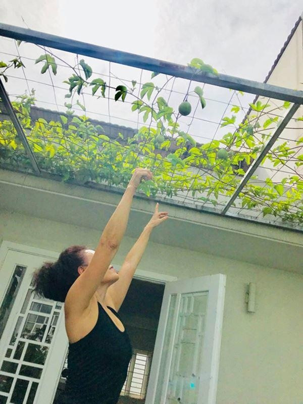 Ai cũng khen bà "mát tay" khi tạo ra được khu vườn xanh ngát nơi phố thị đất chật người đông. Ảnh: FBNV