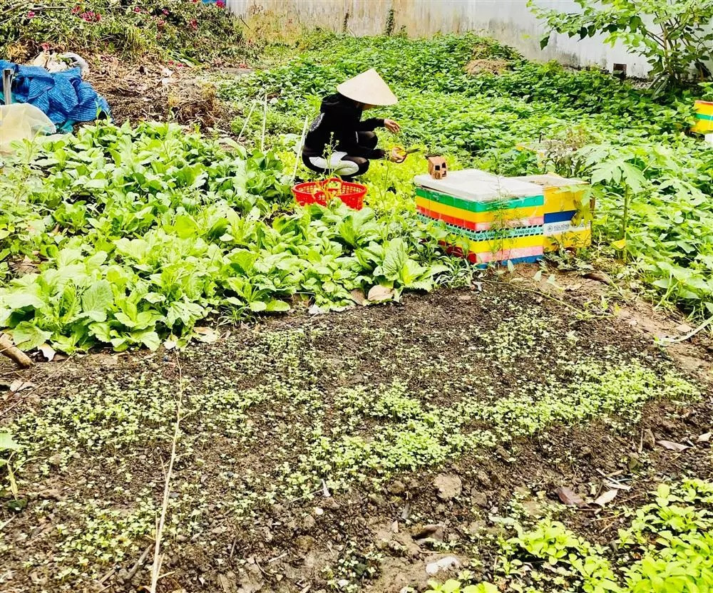 Mẹ Hồ Ngọc Hà tận dụng từng khoảng không trước nhà, trên sân thượng để trồng rau xanh. Ảnh: FBNV