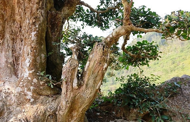 Nhiều chỗ trên thân cây sần sùi bị rêu phủ bám xung quanh. Ảnh: Thuonghieusanpham