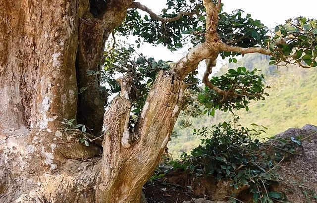 Nhiều chỗ trên thân cây sần sùi bị rêu phủ bám xung quanh. Ảnh: Thuonghieusanpham