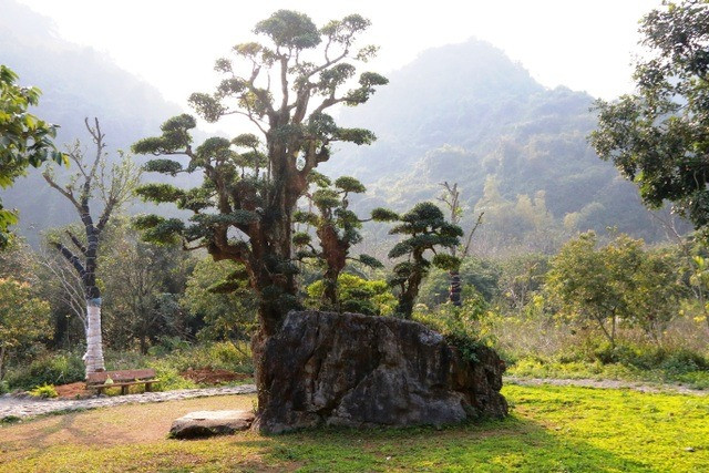 Thân chính và 3 thân phụ mọc thẳng đứng nằm cạnh nhau như 4 ngón của bàn tay khi được chắp lại. Một nhánh khác mọc xiên và nghiêng về hướng khác (tượng trưng ngón trỏ lệch ra). Ảnh: Dân trí