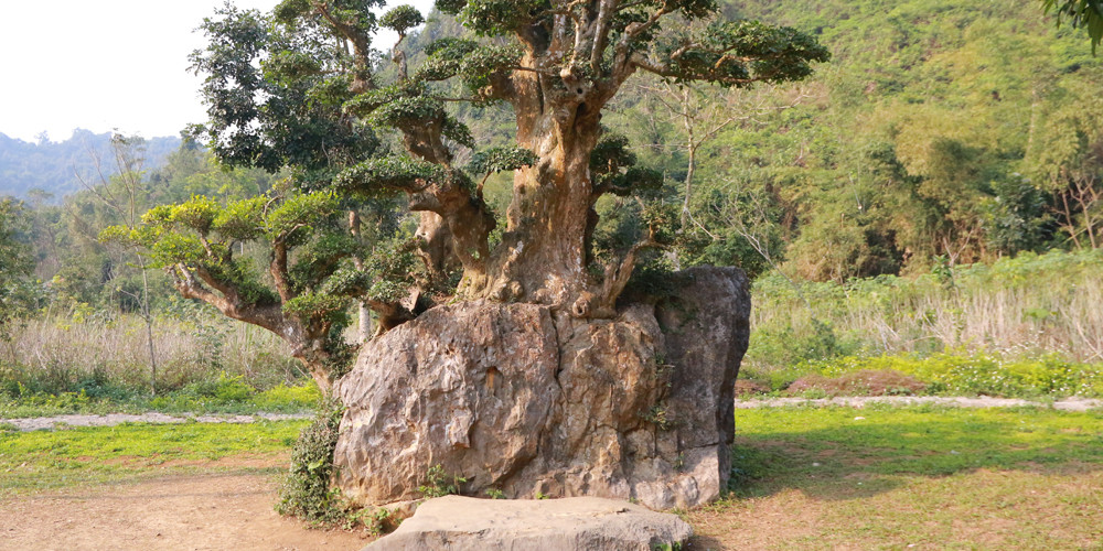 Cây duối cao 3 mét, toàn thân mọc và gắn chặt trên một tảng đá. Ảnh: Vnexpress