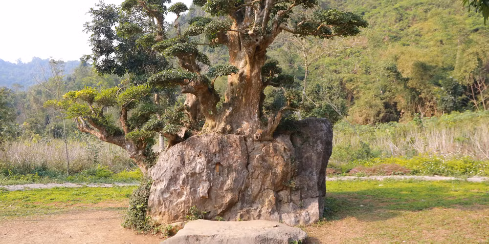 Cây duối cao 3 mét, toàn thân mọc và gắn chặt trên một tảng đá. Ảnh: Vnexpress