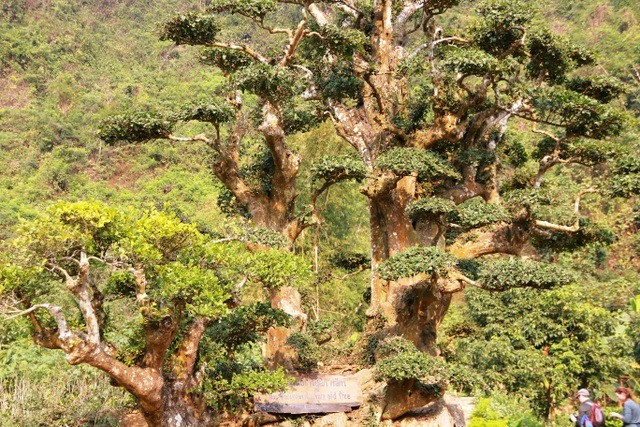 Đáng chú ý, người ta không bao giờ thấy cây rụng lá dù mùa đông giá rét hay mùa hè nắng gắt. Ảnh: Dân trí