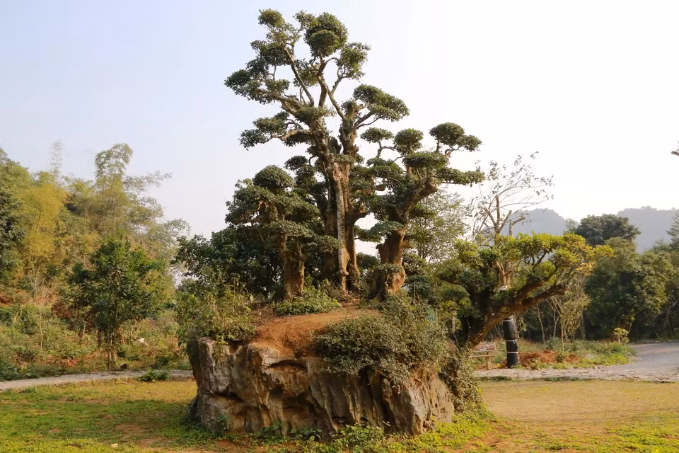 Cây duối hiện vẫn xanh tốt và phát triển bình thường. Ảnh: Người đưa tin