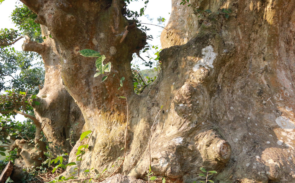 Phần thân to nhất của cây có đường kính rộng hơn 1 mét. Ảnh: Vnexpress