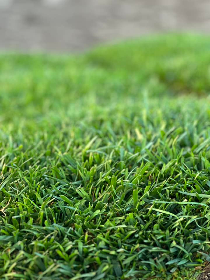 Thảm cỏ quanh nhà mang đến không gian sống trong lành, hòa mình với thiên nhiên.