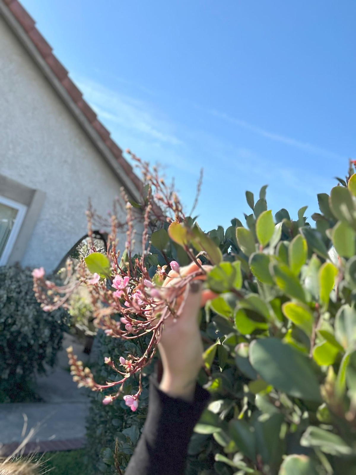 Khu vườn trong nhà Kim Hiền còn trồng rất nhiều cây và hoa.