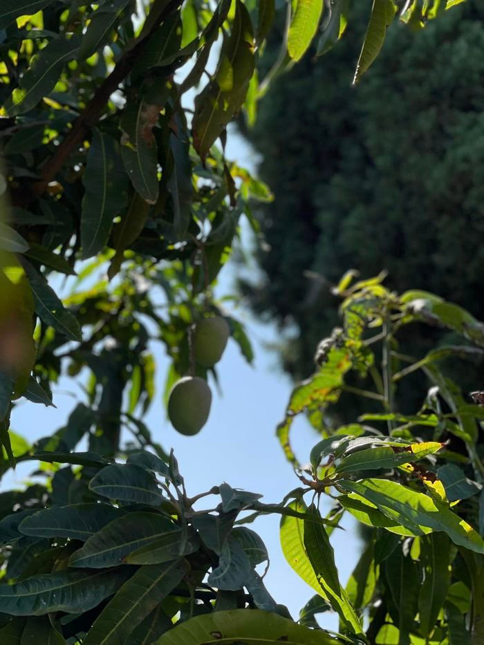 Trên trang cá nhân, nữ diễn viên gây chú ý khi đăng tải loạt khoảnh khắc trang hoàng cho ngôi nhà ngập tràn cây cỏ, hoa trái.