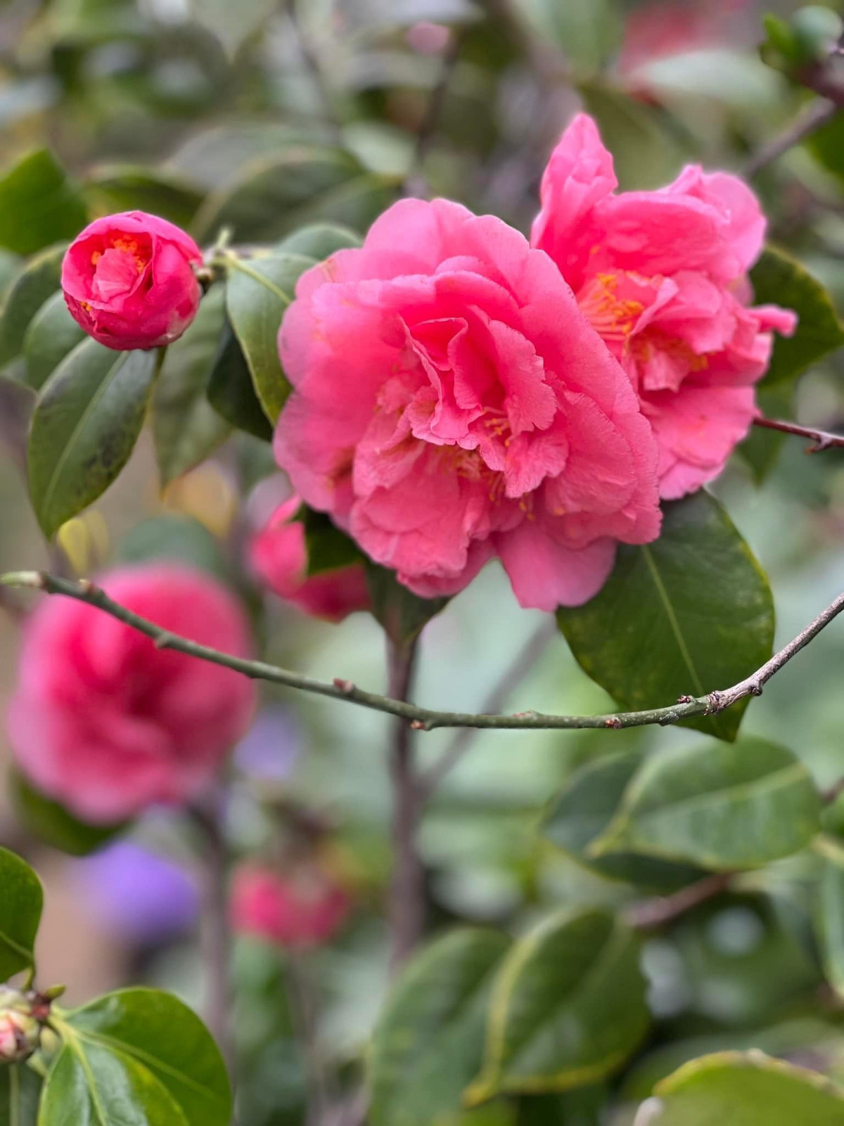 Các loại hoa đua nhau khoe sắc.