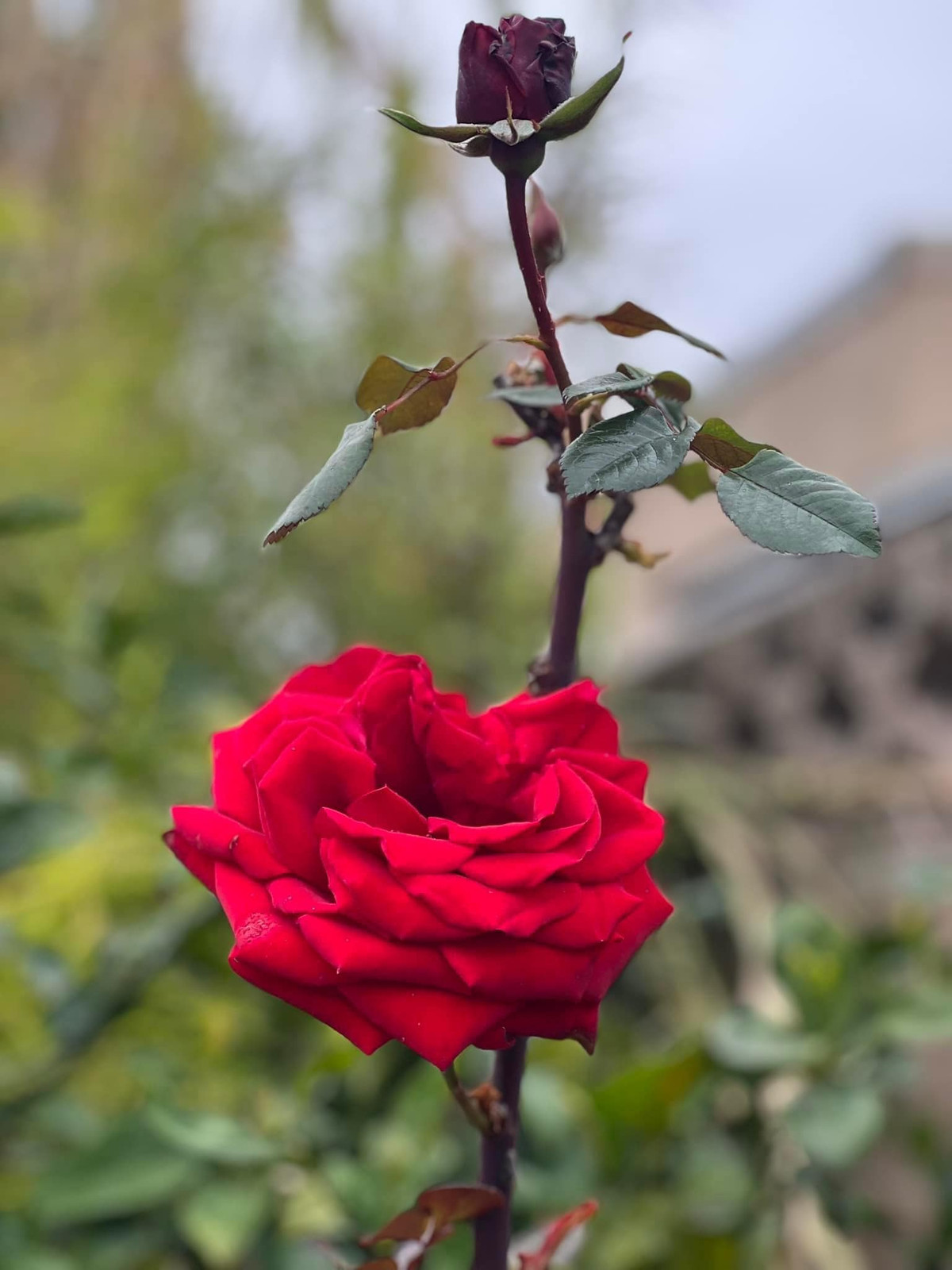 Cơ ngơi của Bằng Kiều toạ lạc tại quận Cam, bang California (Mỹ).