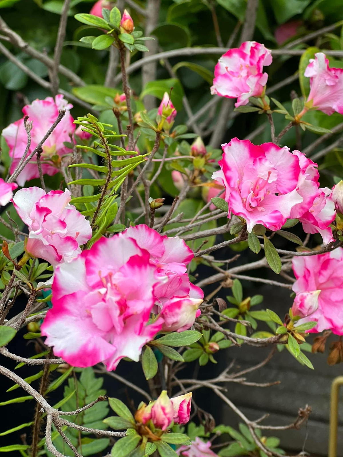 Qua ảnh có thể thấy khu vườn trong biệt thự tại Mỹ của Bằng Kiều đương độ sắc hoa bung nở rực rỡ nhất.