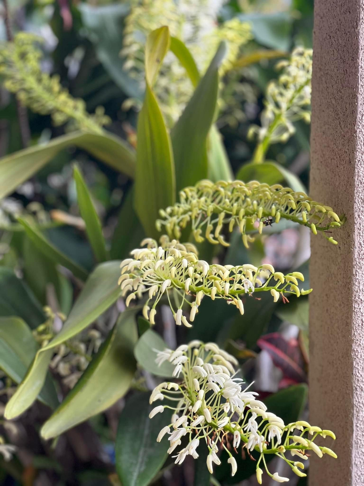 Trên khu đất rộng 2.000 m2, giọng ca "Trái tim bên lề" sử dụng 400 m2 để xây nhà, diện tích còn lại anh trồng cây, nuôi cá.