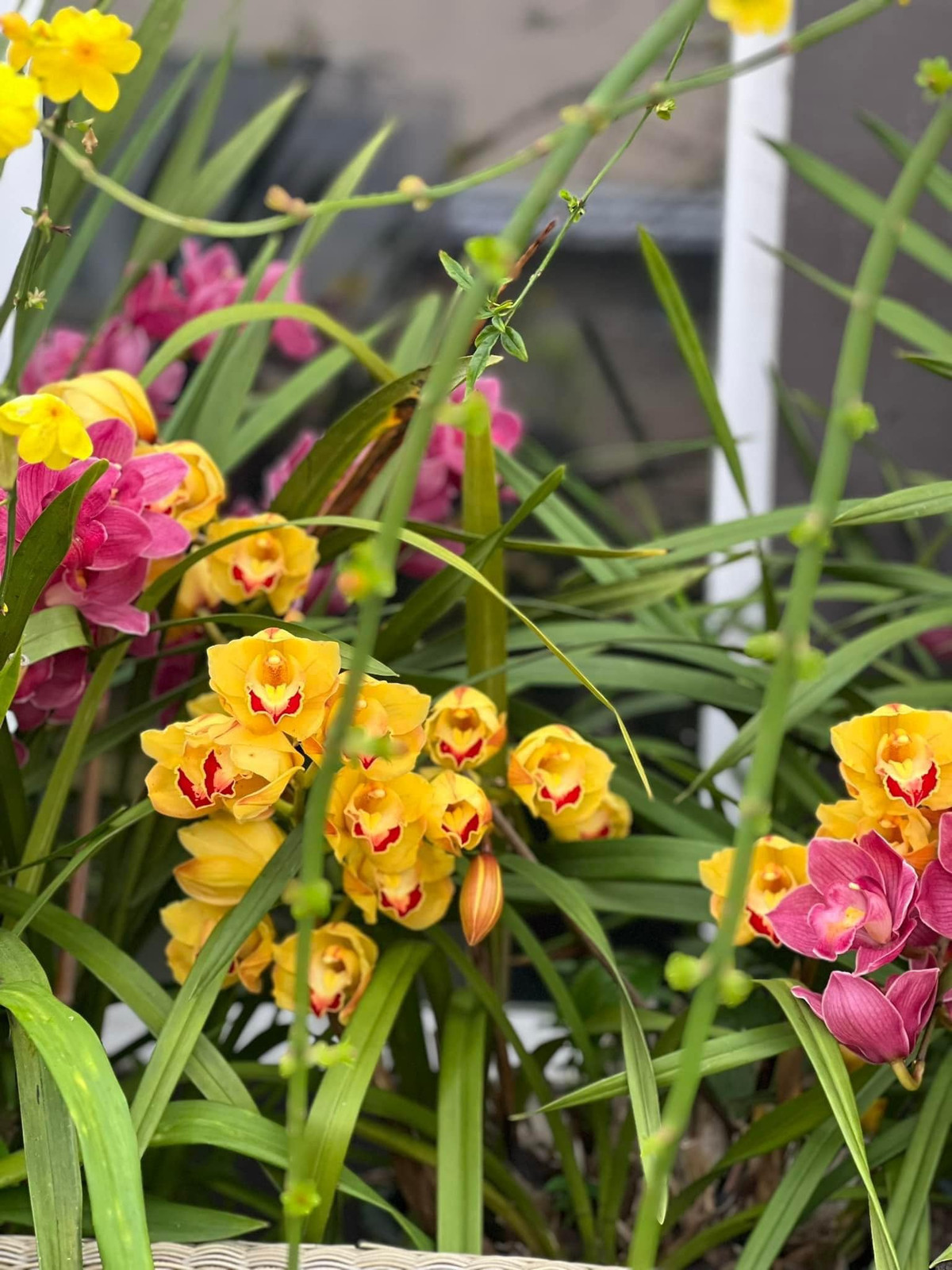 Hậu sự cố "vạ miệng", ca sĩ Bằng Kiều khoe loạt ảnh khu vườn trong căn biệt thự ngập sắc hoa xuân khiến người hâm mộ phải xuýt xoa.