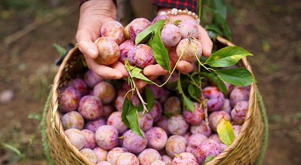 Được chăm sóc và tuyển chọn kĩ lưỡng, trong 100 trái mận được trồng tại Sơn La, chỉ chọn lọc 5 trái mang tên Mận hậu Ruby. Ảnh: Foodmap