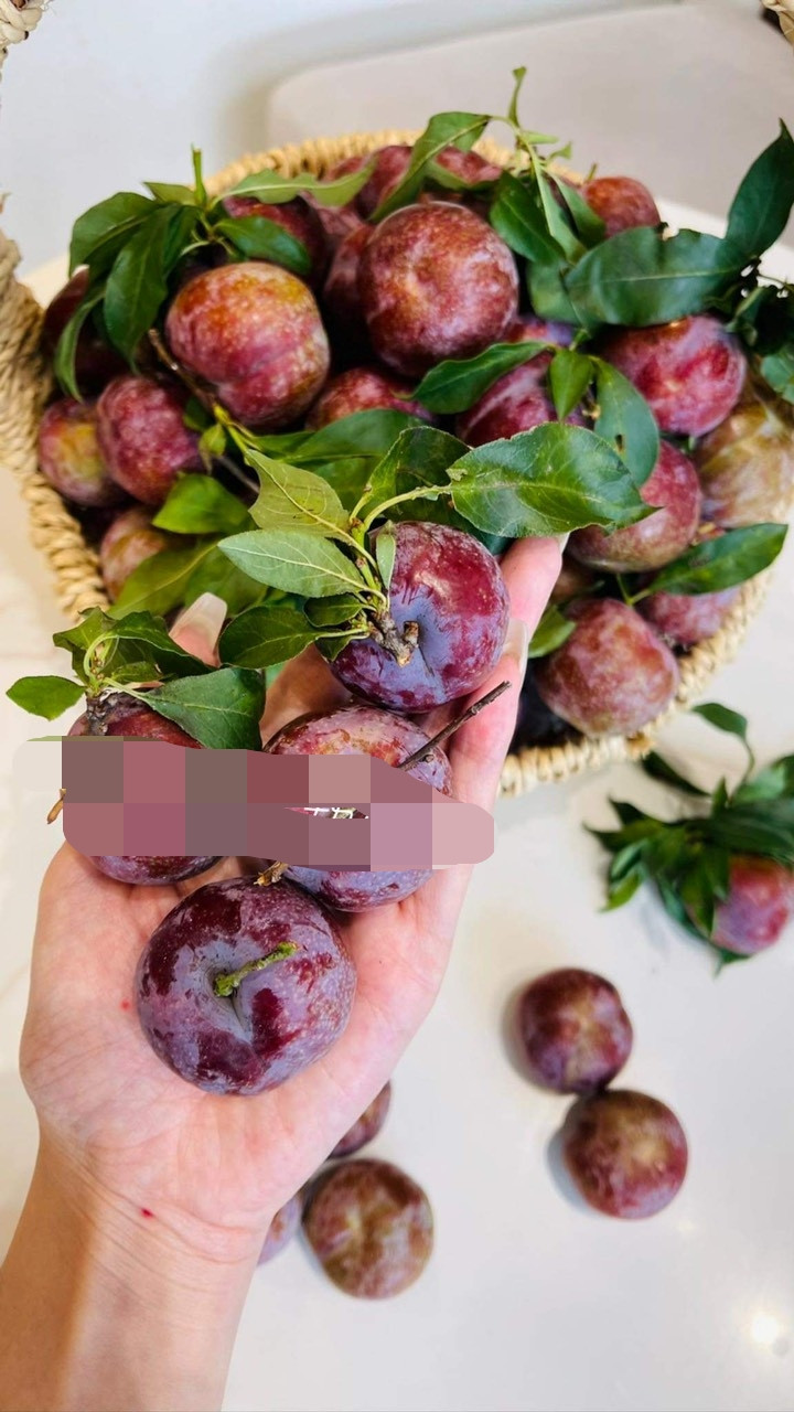 Mận Ruby được coi là sản phẩm đại diện thương hiệu cho nông sản của thung lũng Nà Ka thuộc huyện Mộc Châu, tỉnh Sơn La. Ảnh: Mia Fruits