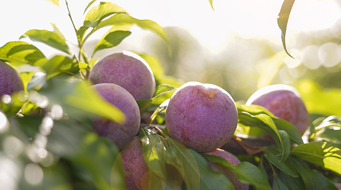 Mận Ruby Sơn La có giá đắt đỏ bởi quy trình trồng và tuyển chọn vô cùng khắt khe. Theo đó, khoảng cách trồng của các cây 5-6 m. Ảnh: Maybe