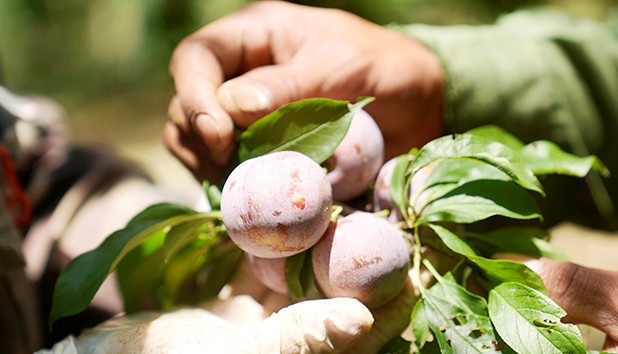 Để có những trái mận chất lượng người dân phải tỉa đi 30-50% sản lượng, tỉa cành, tỉa trái để giữ lại những trái ngon nhất ở đầu cành. Ảnh: Foodmap