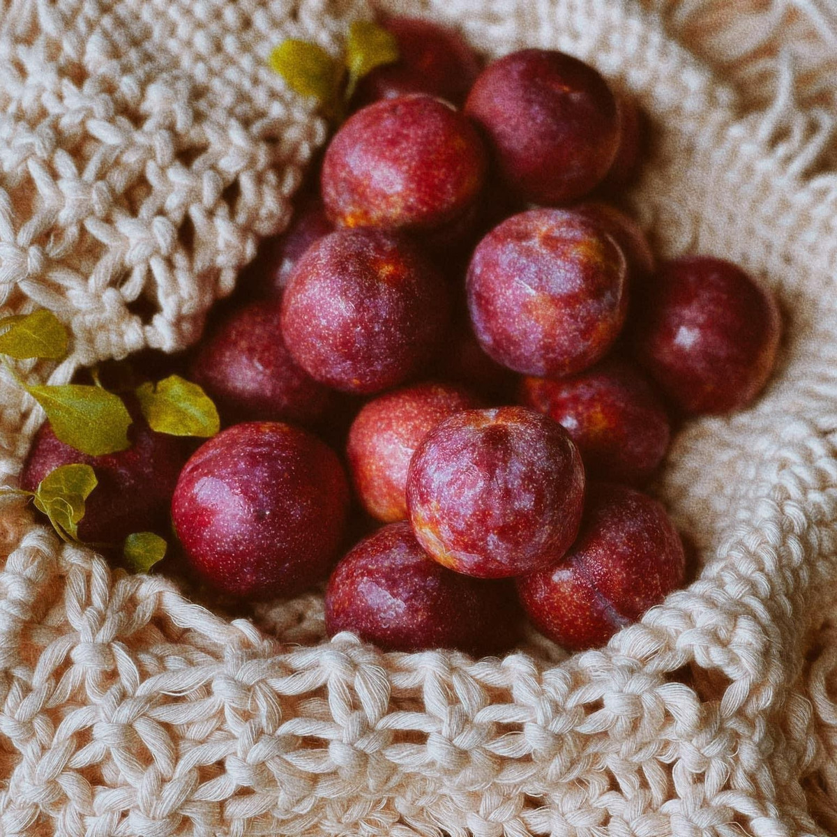 Mận hậu Ruby đầu mùa có vị chua nhẹ, ngọt mát nhưng không quá gắt, thịt dai như thạch. Ảnh: Mia Fruits