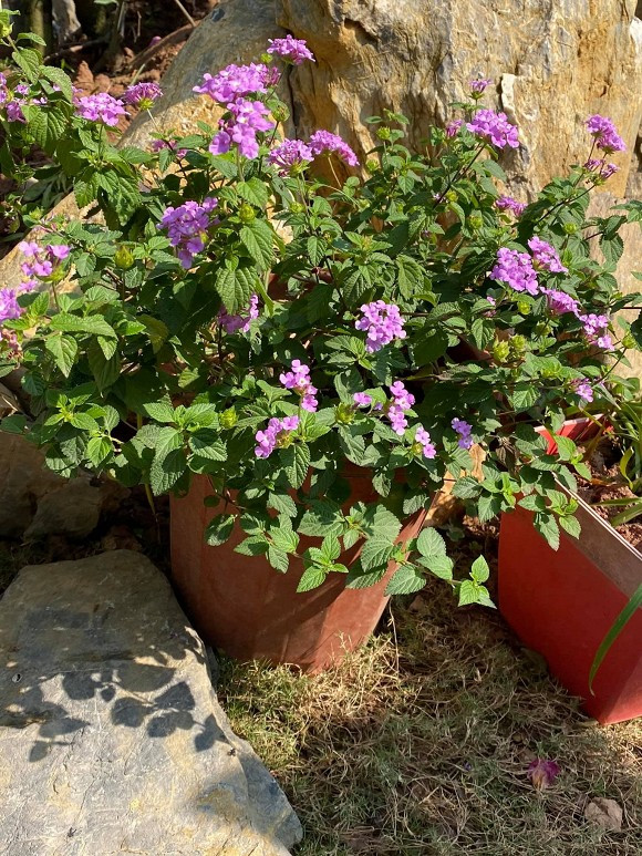 Ngoài hồng còn rất nhiều loại hoa khác nhau. Ảnh: FBNV