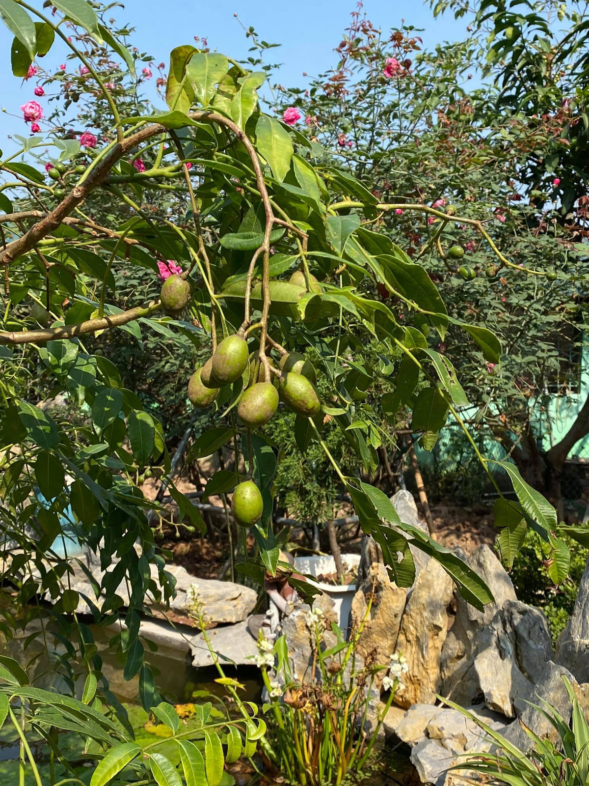 Bên cạnh hoa, NSND Minh Hằng còn trồng nhiều các loại cây ăn trái, cây nào cũng sai trĩu quả. Ảnh: Vietnamnet