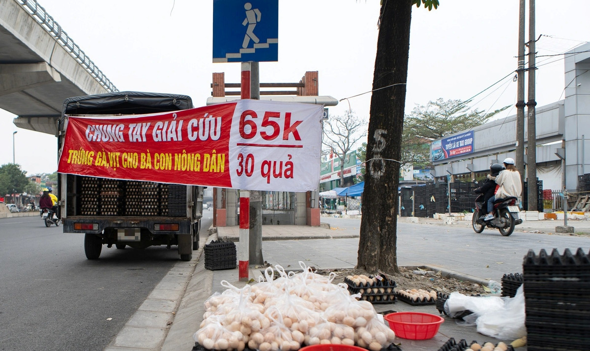 Những ngày gần đây, trên vỉa hè nhiều tuyến phố ở Hà Nội như Phạm Hùng, Cầu Diễn, Tố Hữu... xuất hiện các điểm bán trứng gà, kèm băng rôn giải cứu trứng gà ta 65.000 đồng/30 quả. Ảnh; Dân trí