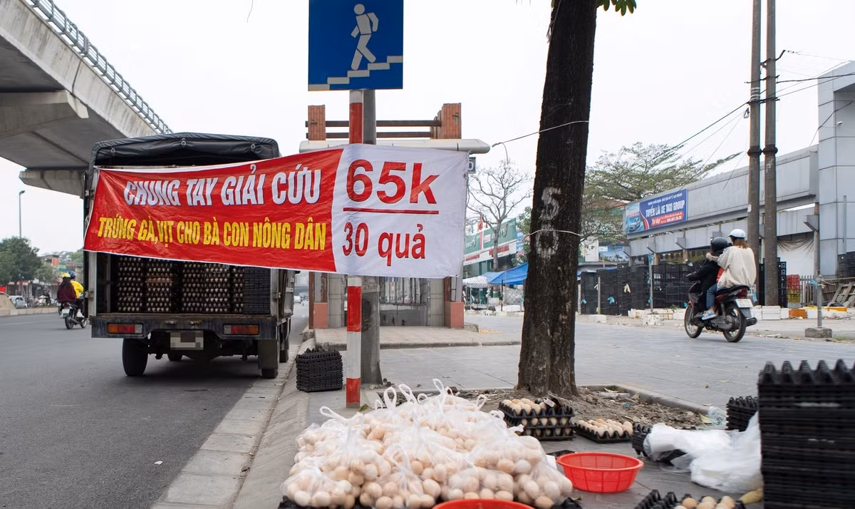 Những ngày gần đây, trên vỉa hè nhiều tuyến phố ở Hà Nội như Phạm Hùng, Cầu Diễn, Tố Hữu... xuất hiện các điểm bán trứng gà, kèm băng rôn giải cứu trứng gà ta 65.000 đồng/30 quả. Ảnh; Dân trí