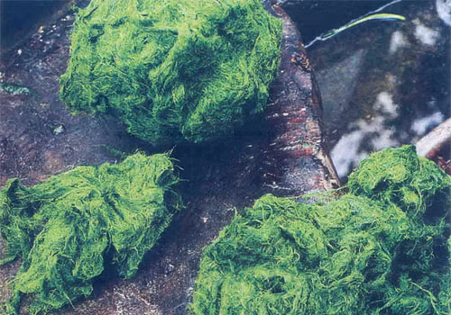 Từ tháng 9 đến tháng 12 hàng năm, người dân vùng cao Tây Bắc lại xuống các con suối nhặt rêu bám trên đá về làm món ăn hoặc bán. Ảnh: Dulichtaybac