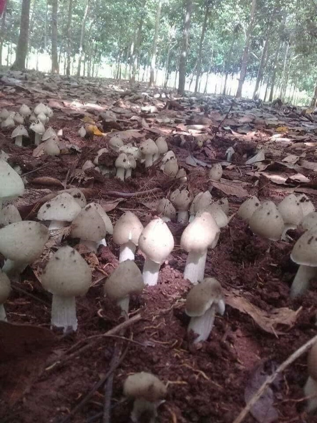 Sau những cơn mưa đầu mùa, người dân các huyện của tỉnh Gia Lai đổ xô lên nương rẫy săn nấm mối. Nấm mối là loại đặc sản có giá trị, giúp nhiều hộ dân kiếm tiền triệu. Ảnh: Baophunu