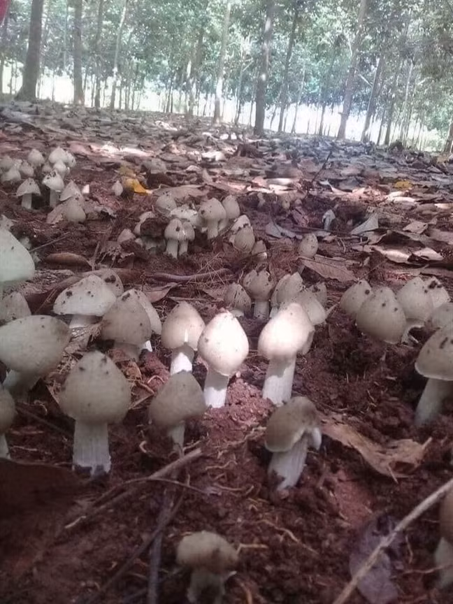 Sau những cơn mưa đầu mùa, người dân các huyện của tỉnh Gia Lai đổ xô lên nương rẫy săn nấm mối. Nấm mối là loại đặc sản có giá trị, giúp nhiều hộ dân kiếm tiền triệu. Ảnh: Baophunu