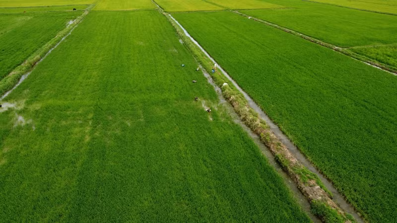 Vào mùa mưa, cây hẹ nước mọc la liệt trên khắp cánh đồng ở vùng ngọt hóa Cà Mau. Ảnh: Dân Việt