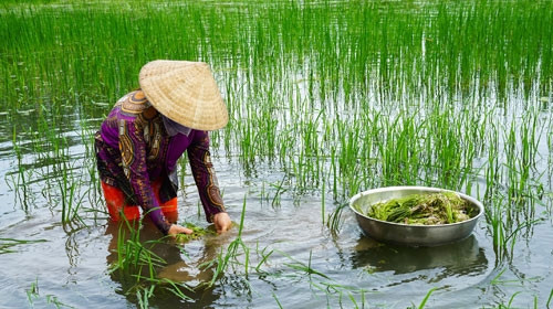 Theo bà con, câu rau hẹ nước là "lộc trời cho", không phải bỏ chi phí trồng hay chăm sóc. Những gia đình nhiều ruộng có thể thu về gần trăm triệu đồng từ việc bán cây hẹ nước qua mỗi vụ. Ảnh: Camau