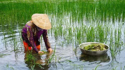 Theo bà con, câu rau hẹ nước là "lộc trời cho", không phải bỏ chi phí trồng hay chăm sóc. Những gia đình nhiều ruộng có thể thu về gần trăm triệu đồng từ việc bán cây hẹ nước qua mỗi vụ. Ảnh: Camau