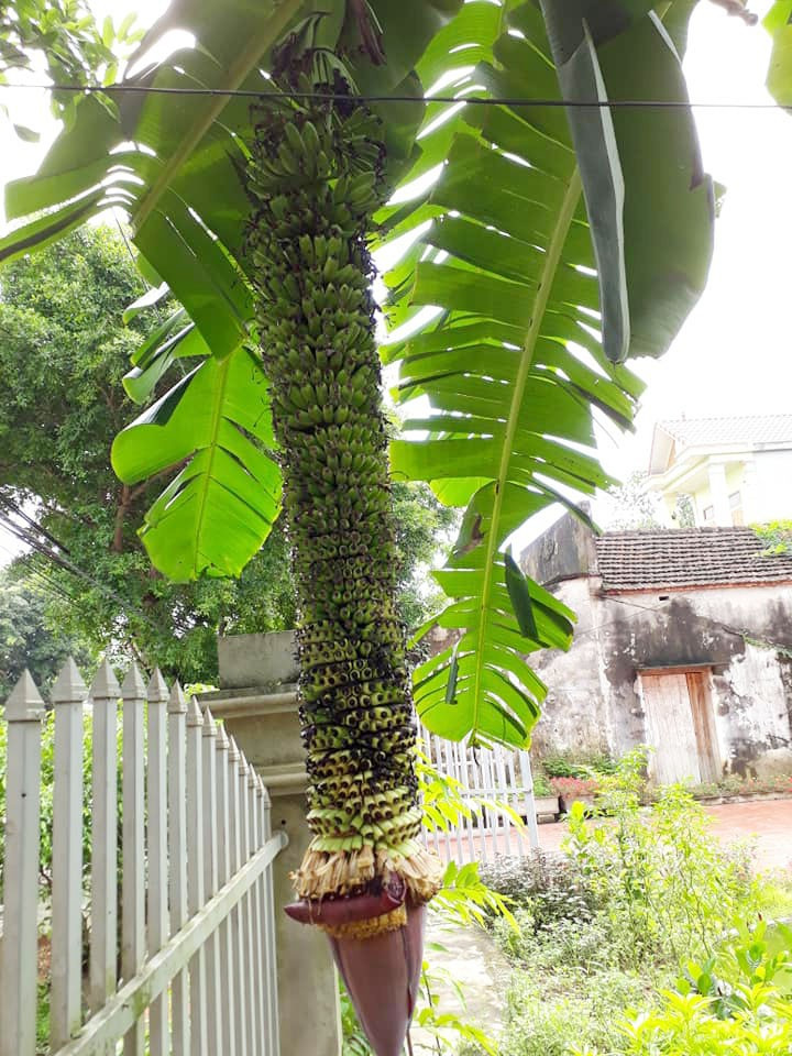 Cây chuối "mắn đẻ" dài tới hơn 1,4m và có tới hơn 100 nải tại Ninh Bình. Ảnh: Dân Việt