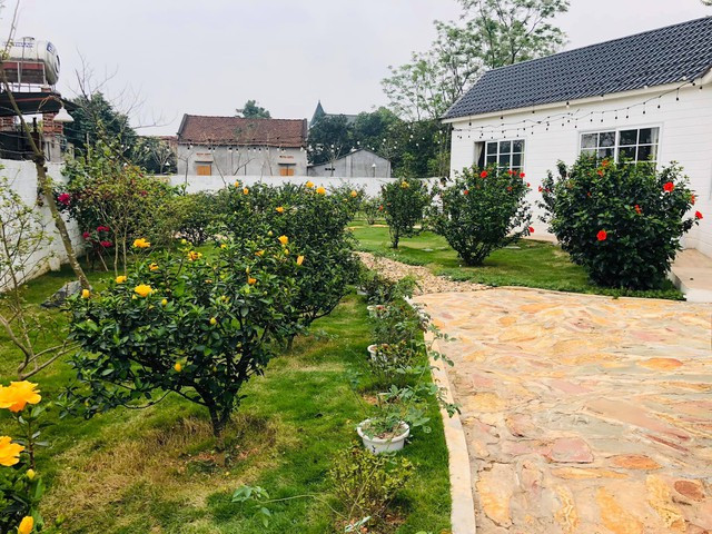 Hoa dâm bụt đỏ và vàng đua nhau khoe sắc.