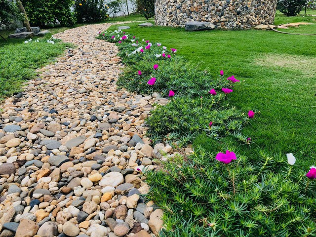 Lối đi trong vườn được trải sỏi và trồng hoa mười giờ.