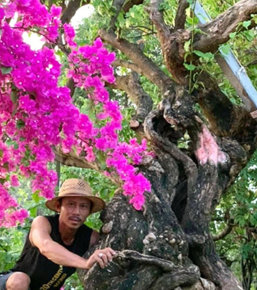 Với gần 1.000 gốc hoa giấy các loại, trong đó bộ sưu tập hoa giấy thuần Việt của anh Phương có 20 gốc từ 20-70 năm tuổi. Đáng chú ý, có một gốc 100 năm tuổi, dáng đẹp nhất từng được khách hỏi mua với giá 650 triệu đồng nhưng anh chưa bán vì muốn giữ lại chăm sóc. Ảnh: BaoKienGiang