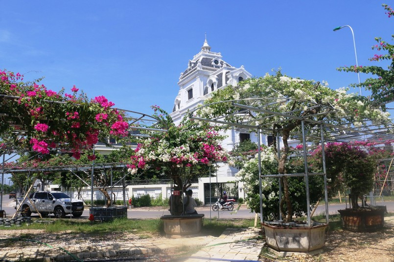 Trong đó, hơn 300 gốc cổ thụ, có tuổi đời hàng chục năm, đường kính gốc từ 20 -50cm, nhiều cây uốn lượn bắt mắt. Ảnh: Thuonghieusanpham