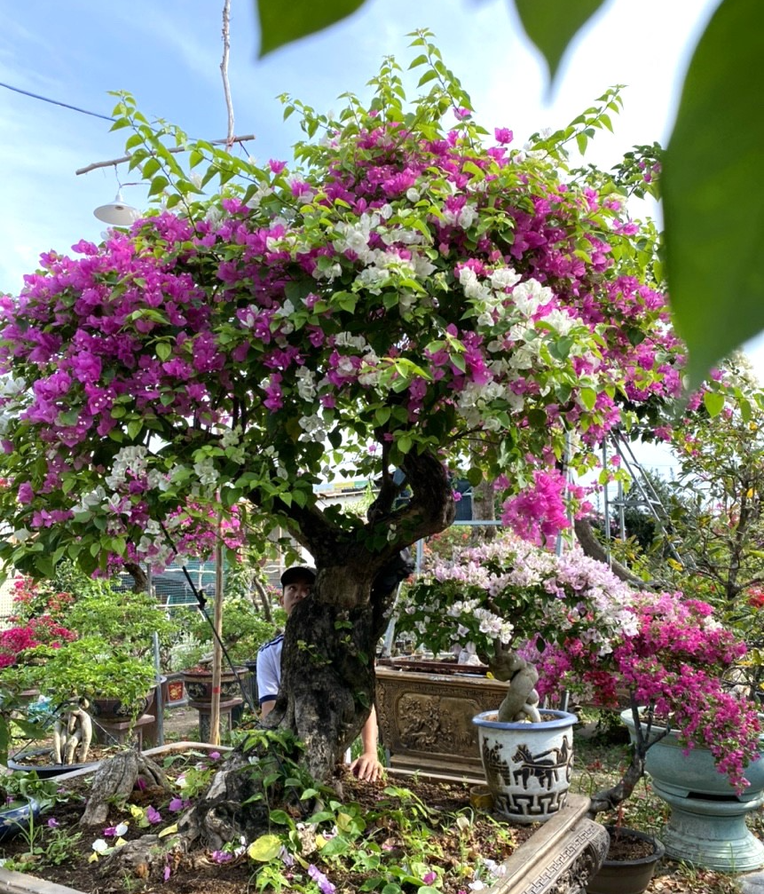 Suốt 16 năm sưu tầm bông giấy Việt, anh chưa bán bất kỳ một cây nào trong bộ sưu tập của mình bởi anh muốn giữ nét đẹp của dân tộc. Ảnh: Dân Việt