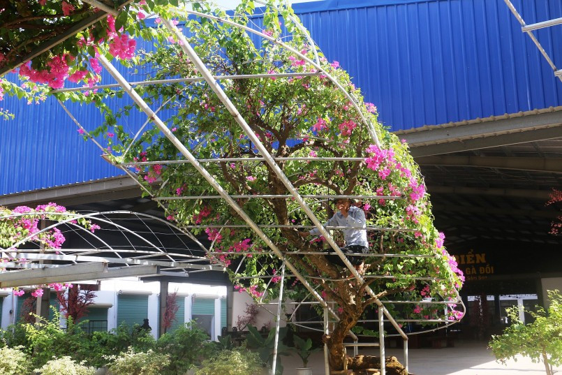 Để làm giá đỡ và tạo thế cho cây hoa giấy, anh Trường phải đầu tư chi phí khá lớn cho việc mua sắt hàn khung và chăm sóc. Ảnh: Thuonghieusanpham