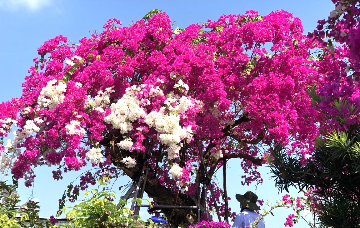 Để có được phần gốc xù xì lạ mắt, anh Phương cất công đi sưu tầm từ nhiều nơi. Sau đó, anh cắt bỏ những phần rễ thừa, định dáng cho cây cảnh. Ảnh: Dân Việt