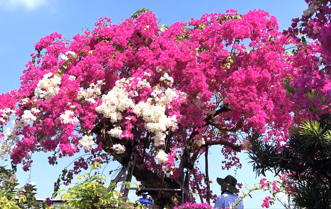 Để có được phần gốc xù xì lạ mắt, anh Phương cất công đi sưu tầm từ nhiều nơi. Sau đó, anh cắt bỏ những phần rễ thừa, định dáng cho cây cảnh. Ảnh: Dân Việt