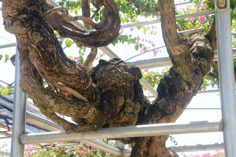 Ước tính, hơn 300 gốc hoa giấy cổ thụ của anh Trường có giá lên tới 20 tỷ đồng. Ảnh: Thuonghieusanpham